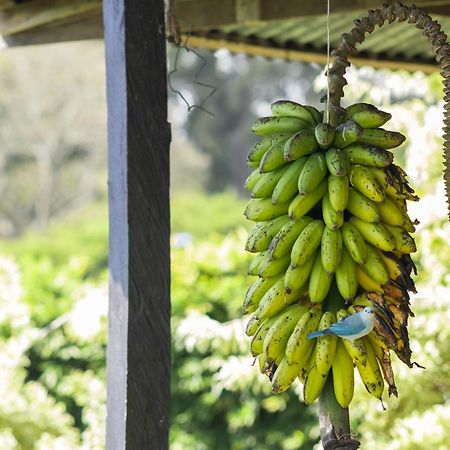 Апартаменты Coffee Garden Ranch Costa Rica Concepcion  Экстерьер фото