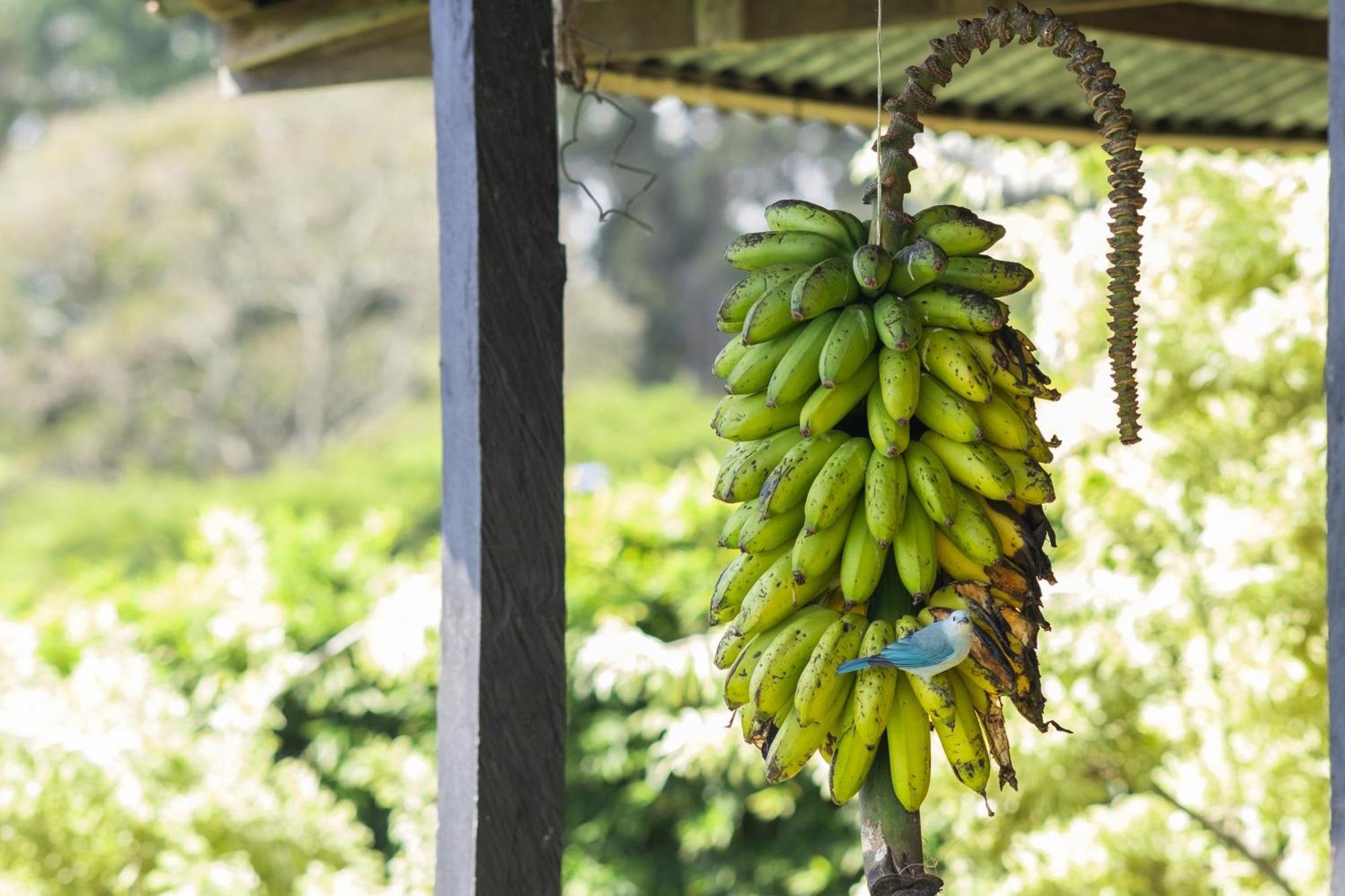 Апартаменты Coffee Garden Ranch Costa Rica Concepcion  Экстерьер фото